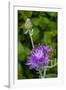 Ornamental Artichoke, Blooming in the Garden-Michael Qualls-Framed Photographic Print