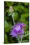 Ornamental Artichoke, Blooming in the Garden-Michael Qualls-Stretched Canvas