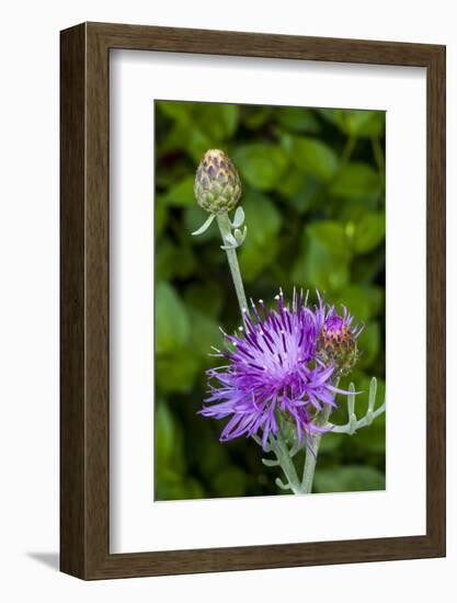 Ornamental Artichoke, Blooming in the Garden-Michael Qualls-Framed Photographic Print