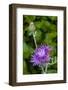 Ornamental Artichoke, Blooming in the Garden-Michael Qualls-Framed Photographic Print