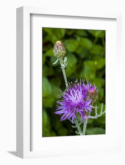 Ornamental Artichoke, Blooming in the Garden-Michael Qualls-Framed Photographic Print