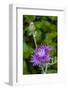 Ornamental Artichoke, Blooming in the Garden-Michael Qualls-Framed Photographic Print