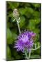 Ornamental Artichoke, Blooming in the Garden-Michael Qualls-Mounted Photographic Print