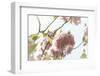 Ornamental Cherry Tree Blossom on a Branch in Full Splendour-Petra Daisenberger-Framed Photographic Print