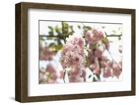 Ornamental Cherry Tree Blossoms in Abundance on a Branch-Petra Daisenberger-Framed Photographic Print