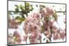 Ornamental Cherry Tree Blossoms in Abundance on a Branch-Petra Daisenberger-Mounted Photographic Print