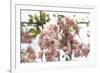 Ornamental Cherry Tree Blossoms in Abundance on a Branch-Petra Daisenberger-Framed Photographic Print