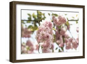 Ornamental Cherry Tree Blossoms in Abundance on a Branch-Petra Daisenberger-Framed Photographic Print