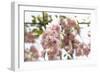 Ornamental Cherry Tree Blossoms in Abundance on a Branch-Petra Daisenberger-Framed Photographic Print