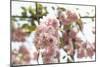 Ornamental Cherry Tree Blossoms in Abundance on a Branch-Petra Daisenberger-Mounted Photographic Print