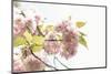 Ornamental Cherry Tree Blossoms in Abundance on a Branch-Petra Daisenberger-Mounted Photographic Print