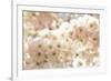 Ornamental Cherry Tree Blossoms in the Spring-Petra Daisenberger-Framed Photographic Print