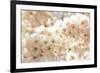 Ornamental Cherry Tree Blossoms in the Spring-Petra Daisenberger-Framed Photographic Print