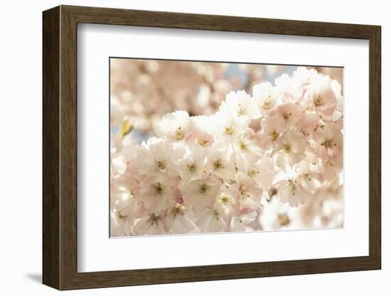 Ornamental Cherry Tree Blossoms in the Spring-Petra Daisenberger-Framed Photographic Print