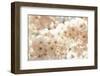 Ornamental Cherry Tree Blossoms in the Spring-Petra Daisenberger-Framed Photographic Print