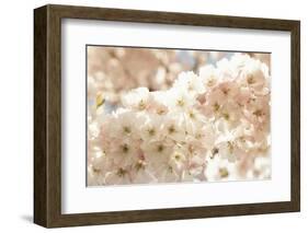 Ornamental Cherry Tree Blossoms in the Spring-Petra Daisenberger-Framed Photographic Print