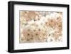 Ornamental Cherry Tree Blossoms in the Spring-Petra Daisenberger-Framed Photographic Print