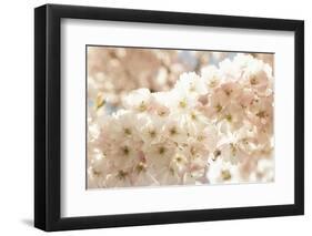 Ornamental Cherry Tree Blossoms in the Spring-Petra Daisenberger-Framed Photographic Print