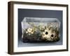 Ornamental Container with Impressionist-Style Floral Decorations-Eugenio Bellosio-Framed Giclee Print