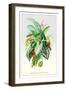 Ornamental Foliage Plants-null-Framed Art Print