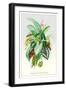 Ornamental Foliage Plants-null-Framed Art Print