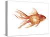 Ornamental Goldfish II-Emma Scarvey-Stretched Canvas