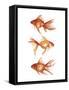 Ornamental Goldfish III-Emma Scarvey-Framed Stretched Canvas