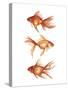 Ornamental Goldfish III-Emma Scarvey-Stretched Canvas