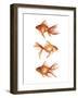 Ornamental Goldfish III-Emma Scarvey-Framed Art Print