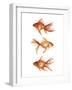 Ornamental Goldfish III-Emma Scarvey-Framed Art Print