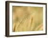 Ornamental Grass Head, Arlington, Virginia, USA-Corey Hilz-Framed Photographic Print