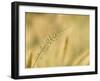 Ornamental Grass Head, Arlington, Virginia, USA-Corey Hilz-Framed Photographic Print