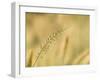 Ornamental Grass Head, Arlington, Virginia, USA-Corey Hilz-Framed Photographic Print