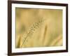 Ornamental Grass Head, Arlington, Virginia, USA-Corey Hilz-Framed Photographic Print