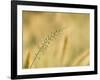 Ornamental Grass Head, Arlington, Virginia, USA-Corey Hilz-Framed Photographic Print