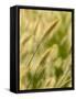 Ornamental Grass Heads, Arlington, Virginia, USA-Corey Hilz-Framed Stretched Canvas