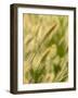 Ornamental Grass Heads, Arlington, Virginia, USA-Corey Hilz-Framed Photographic Print