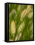 Ornamental Grass Heads, Arlington, Virginia, USA-Corey Hilz-Framed Stretched Canvas