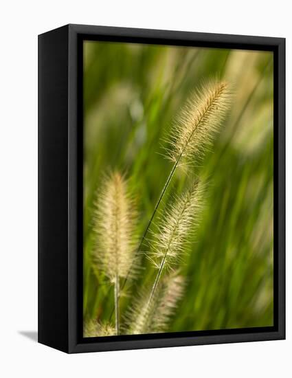 Ornamental Grass Heads, Arlington, Virginia, USA-Corey Hilz-Framed Stretched Canvas