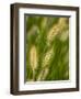 Ornamental Grass Heads, Arlington, Virginia, USA-Corey Hilz-Framed Photographic Print