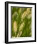 Ornamental Grass Heads, Arlington, Virginia, USA-Corey Hilz-Framed Photographic Print