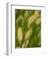 Ornamental Grass Heads, Arlington, Virginia, USA-Corey Hilz-Framed Photographic Print