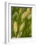 Ornamental Grass Heads, Arlington, Virginia, USA-Corey Hilz-Framed Photographic Print