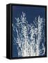 Ornamental Grass I-Kathy Ferguson-Framed Stretched Canvas