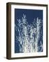 Ornamental Grass I-Kathy Ferguson-Framed Art Print