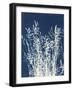 Ornamental Grass I-Kathy Ferguson-Framed Art Print