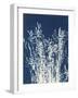 Ornamental Grass I-Kathy Ferguson-Framed Art Print