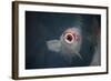 Ornamental Koi Carp At Surface Of Pond, Ritsurin Garden, Takamatsu, Japan-New Sue Productions-Framed Photographic Print