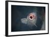 Ornamental Koi Carp At Surface Of Pond, Ritsurin Garden, Takamatsu, Japan-New Sue Productions-Framed Photographic Print