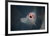 Ornamental Koi Carp At Surface Of Pond, Ritsurin Garden, Takamatsu, Japan-New Sue Productions-Framed Photographic Print